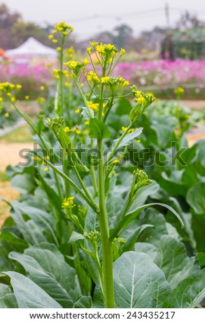 Pakchoi Chinese growed organic vegetables in watering for health and the environment.