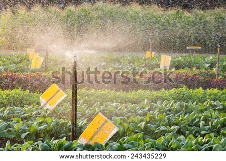 growed organic vegetables in watering for health and the environment. Make a difference The combination of agriculture in the city.