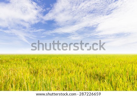 Rice field and the blue sky. The fields of northern Thailand. I am grains harvest Farming is the main occupation of the rural population.