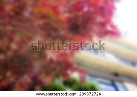 blur maple tree in autumn season The concept of natural warm at the dawn of spring, not fall. Japan Every forest was dotted with red-orange with dry leaves.