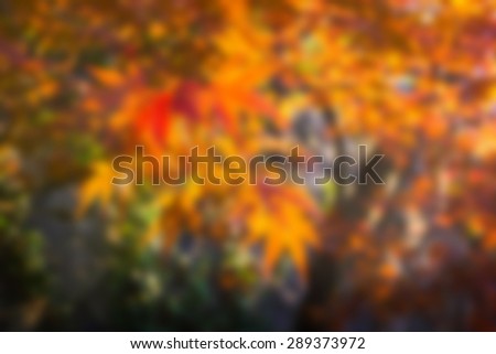 blur maple tree in autumn season The concept of natural warm at the dawn of spring, not fall. Japan Every forest was dotted with red-orange with dry leaves.