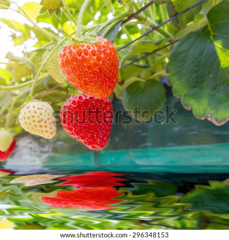 strawberry field farm And shadow on the water