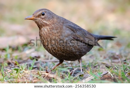 Common blackbird on the ground