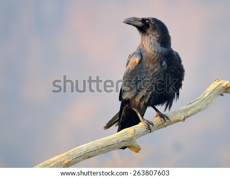 Common Raven On the Branch Common Raven On the Branch