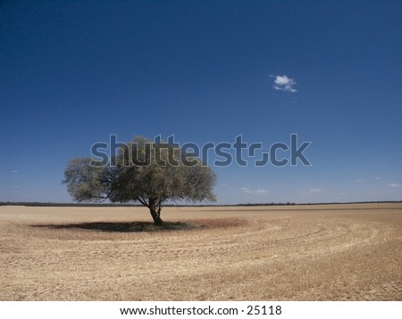 Single tree in field with deep blue sky and single cloud