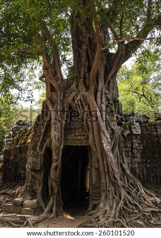 An old tree sits atop a doorway at Ta Prohm monastery in the Angkor region, Cambodia.