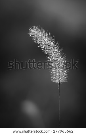 Fox tail with water drops in black and white