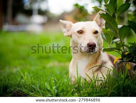 Funny dog with frightened face, surprise and suspicion on the grass