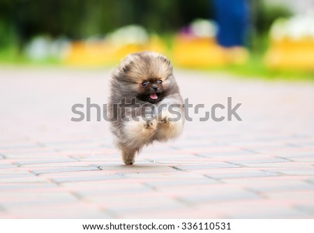 Pomeranian Spitz puppy running