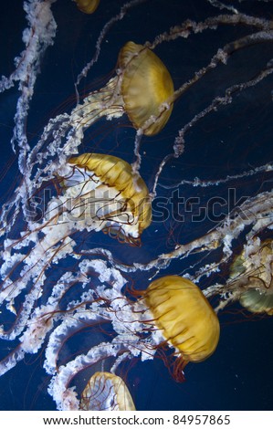 group of Man-O-War Jellyfish swimming in an Aquarium