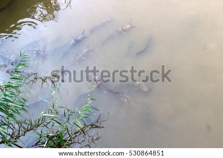 catfish live in muddy water at Lake Hula in northern Israel