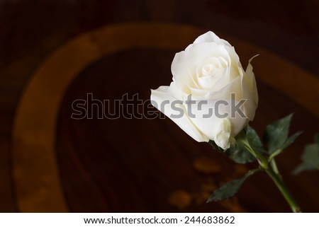 Isolated white rose in front of a dark, wooden desk.