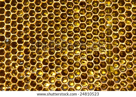 Honey in honeycomb. honey pump before. honey flows from cell