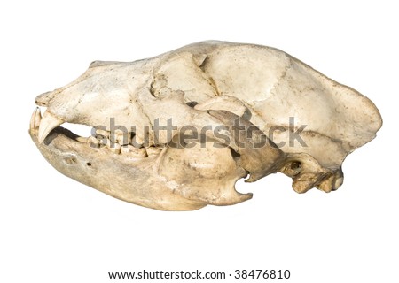 skull of a bear on a white background