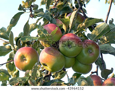 apple, tree, fruit, branches, leaves