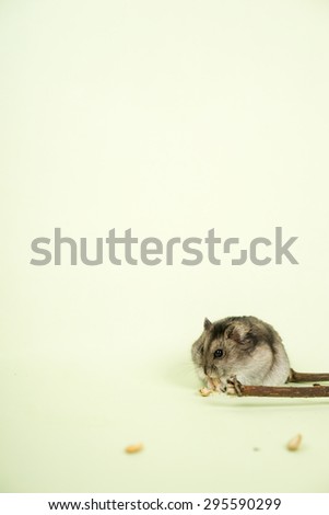 hamster eating pumpkin seed