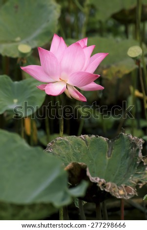 Thai pink lotus in nature at Thailand.