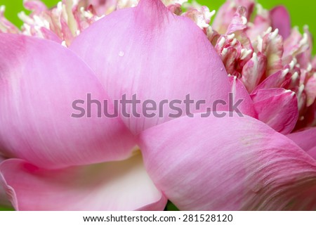 Soft pink beautiful lotus for background decoration.