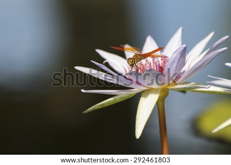 Thai lotus flower and dragonfly in nature.
