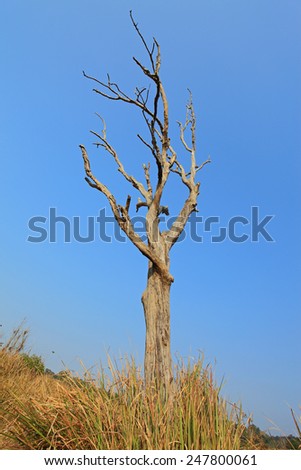 dead wood/ lonely tree / no leaf tree