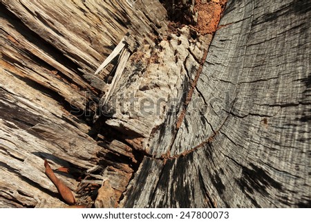 dead wood/ stump/ cut wood