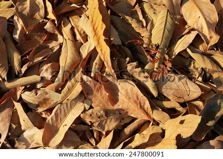 leaves / dry leaves