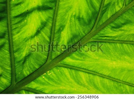 leaf / green leaf  / big leaf