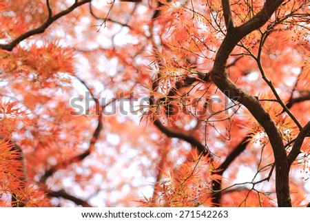 red tree / season change