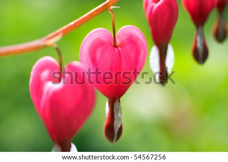 stock photo : Dicentra - Bleeding Heart Flowers. Save to a lightbox ▼