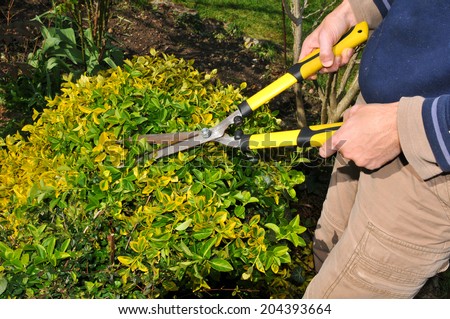 Gardener using manual hedge trimmer