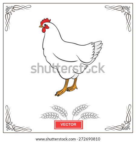 Vector  illustration of white chicken with frame design. Image of farm animal bird.