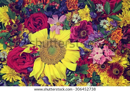 Flower background. A background from cultivated flowers, the top view, a close up.