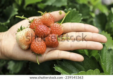 Strawberry in hand, background.