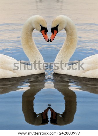 Swan Symmetry Bird Wildlife & Natural Reflections Portrait - Somerset Levels, Somerset, England