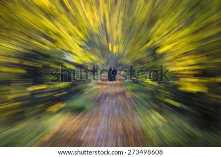 Walking in the autumn forest. Zoom effect with Lens
