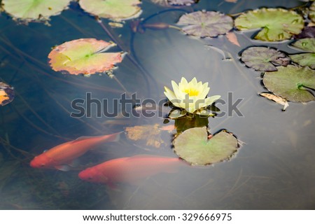 Lily and orange koi in a pond