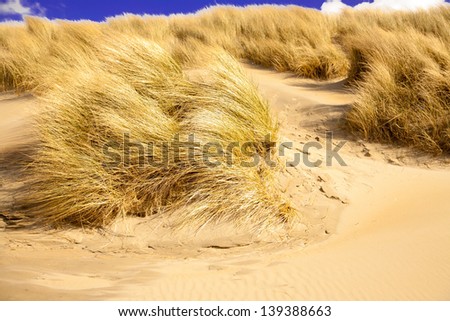 Goldener Strand am Nordsee mit Strandgras und DÃ?Â¼nen