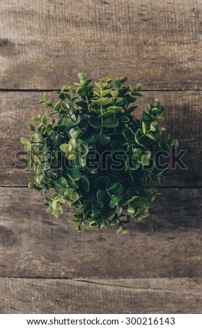 Decorative plant on desk