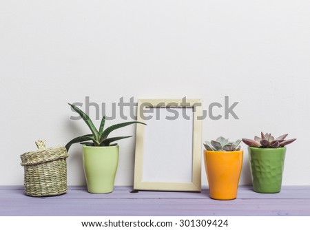 House plants. Succulents