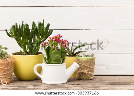 Succulents, house plants in colorful pots