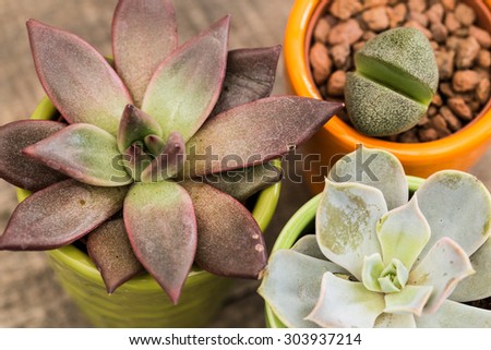 Succulents, house plants in colorful pots