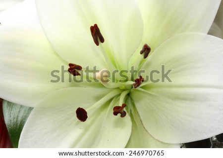 madonna lily