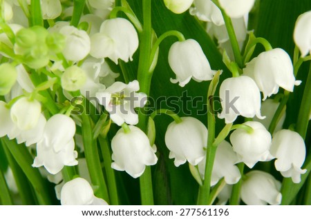 lilies-of-the-valley