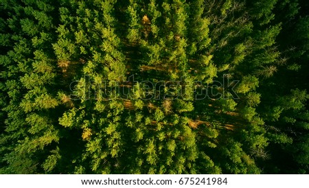 Beautiful panoramic photo over the tops of pine forest. Aerial view. From above.