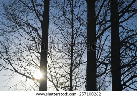 shine sunlight through trees in winter of china