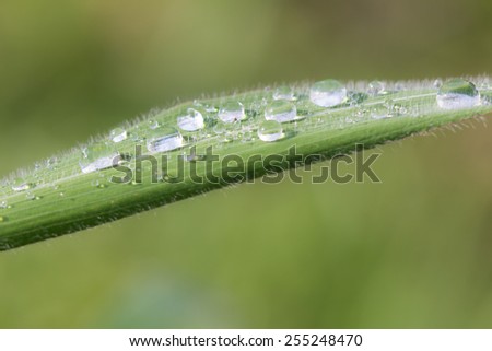 Drops On Leave\
In morning we can many drops  see on green leaves.