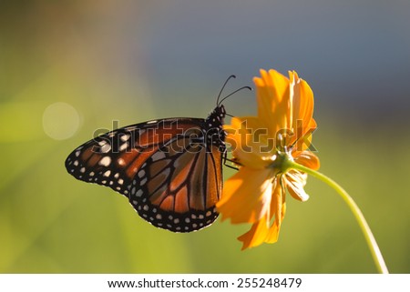 Monarch Butterfly\
Monarch butterfly on brazilian orange garden.