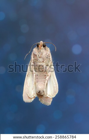 Brazilian Moth Butterfly\
This small moth butterfly is very common in brazilian savannah.