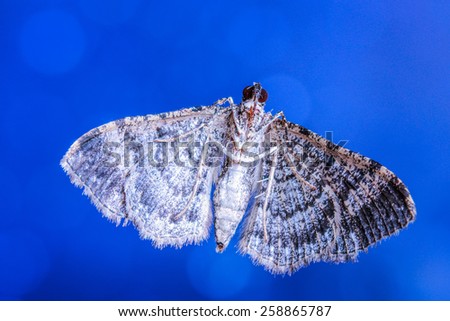 Brazilian Moth Butterfly\
This small moth butterfly is very common in brazilian savannah.