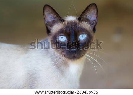 Cat With Blue Eyes\
With beautiful blue eyes, this little cat is very quiet.